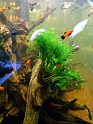 Heimtiermesse 2009   056